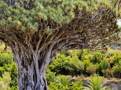 Dragon Tree Dragon Tree