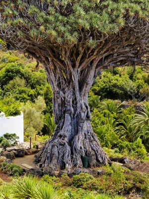 Dragon Tree Dragon Tree