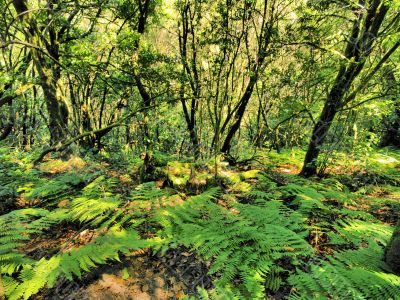 Garajonay National Park