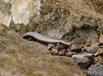 La Gomera Skink La Gomera Skink