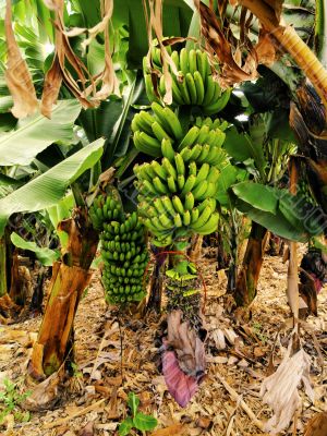 Banana Tree Banana Tree