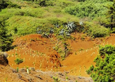 Planted Trees on Hierro