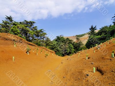 Planted Trees on Hierro