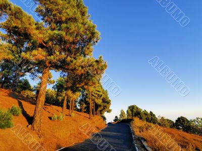 Pine Forest on Hierro