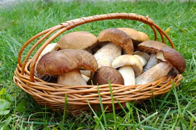 White strong mushrooms in a basket on the clearing in the woods 