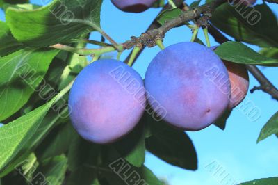 Large ripe plums on a tree branch against the blue sky.