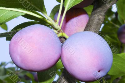 Large ripe plums on a tree branch against the blue sky.