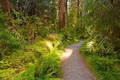 Trail in Rain Forest