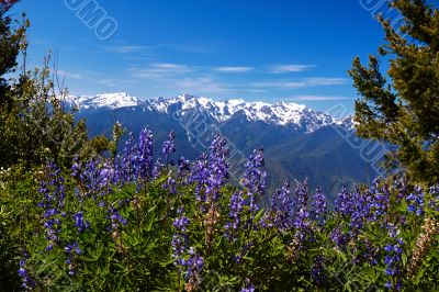 Hurricane Ridge