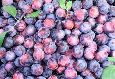 Large ripe plums in large quantities.