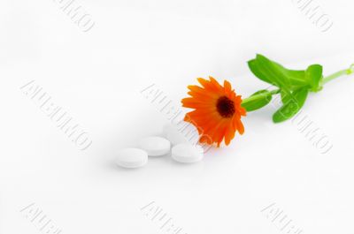 Flower marigold medical with pills over white background 