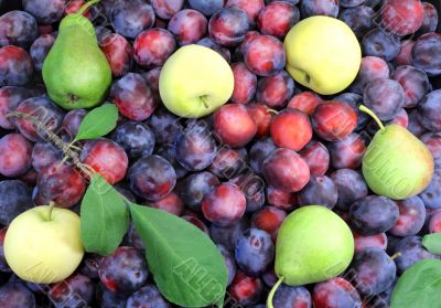 Apples, pears and a lot of ripe plums.