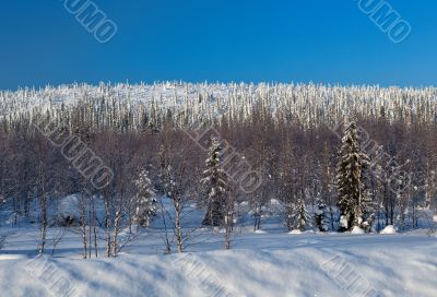 Winter landscape