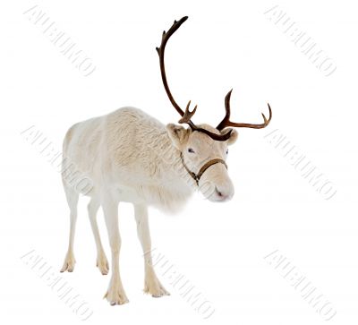 reindeer in front of a white background reindeer in front of a white background