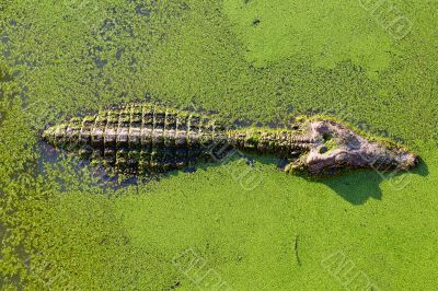young alligator in Thailand wetland pond with duckweed and copy young alligator in Thailand wetland pond with duckweed and copy