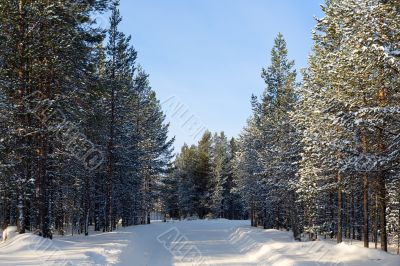 winter landscape