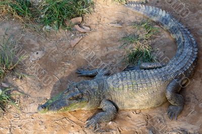 Grown into a crocodile lying on the sand in Thailand