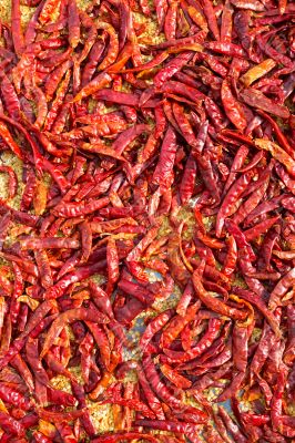 Dry red chili pepper background