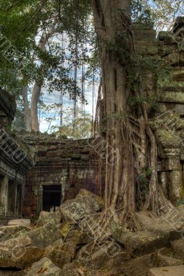 Giant tree covering the stones of Ta Prohm temple in Angkor Wat