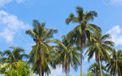 palms against pretty blue sky useful as a background