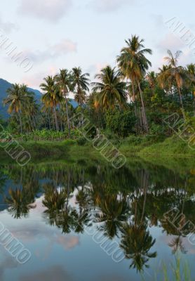 reflection of palm trees on the river