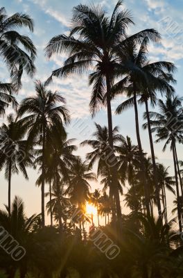 silhouettes of palm trees on sunset