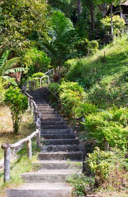 Stairway to jungle