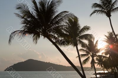 silhouettes of palm trees at sunset