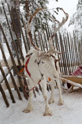 Reindeer in winter at the polar circle.