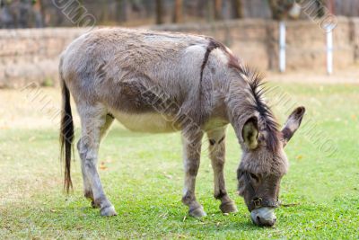 Burro in the fields