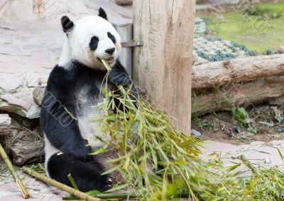 young panda in zoo young panda in zoo