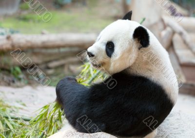 Panda Bear Portrait