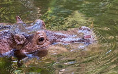 Hippo sitting in the wate