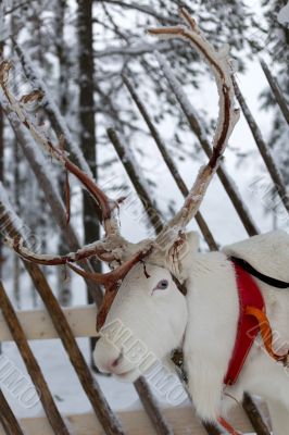 reindeer from north of Finland