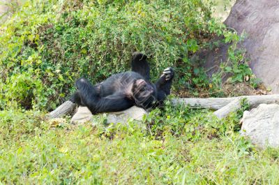 male chimpanzees