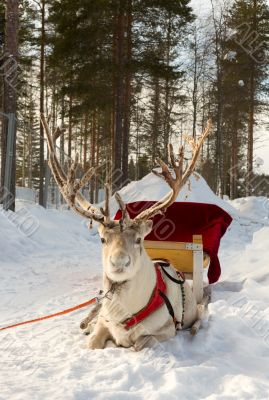 Reindeer in harness