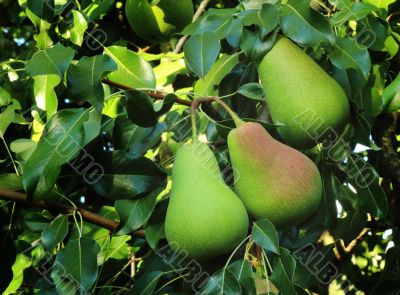 Three large ripe pears hanging on the tree.