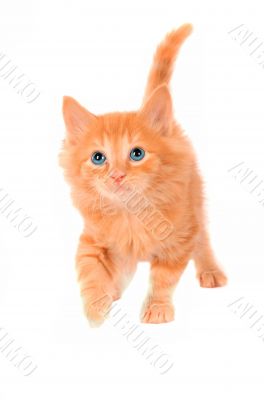 Cute Orange Kitten