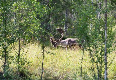 Deer in the forest