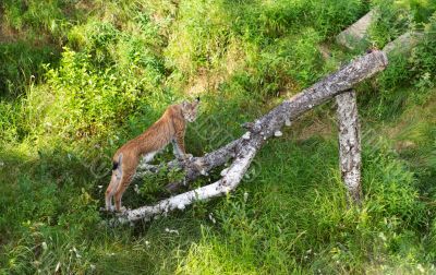 Lynx in the grass