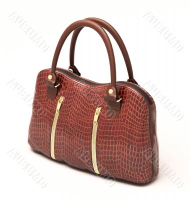 Crocodile leather handbag isolated