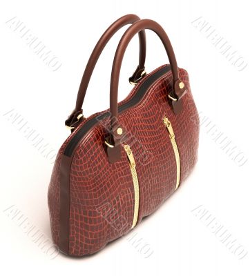 Crocodile leather handbag isolated