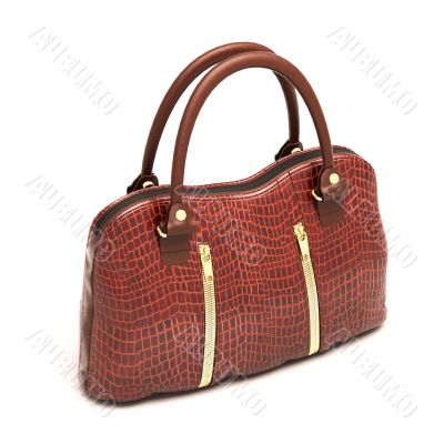 Crocodile leather handbag isolated