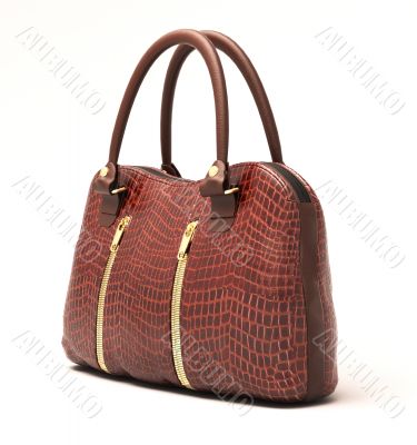 Crocodile leather handbag isolated