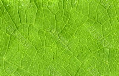 Leaf veins close up