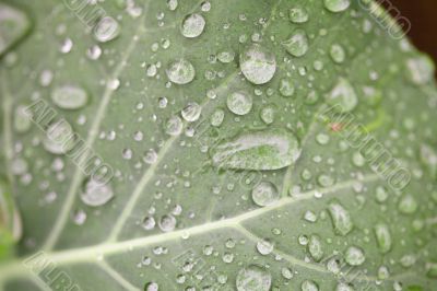 Green Leaf