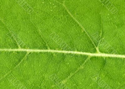 Leaf veins close up