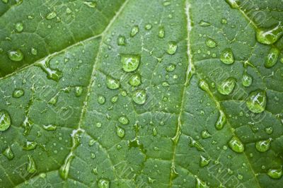 Green Leaf