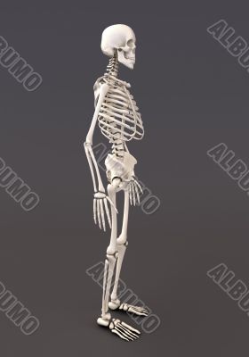 Skeleton of a gray background
