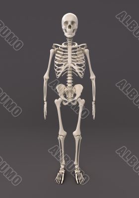 Skeleton of a gray background Skeleton of a gray background